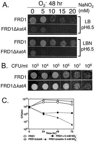 pseudomonas aeruginosa catalase test|Catalase (KatA) Plays a Role in Protection against .